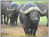 Cape Buffalo in Kenya