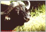 Cape Buffalo in East Africa