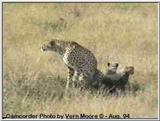 Cheetah in Kenya