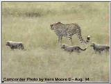 Cheetah #3