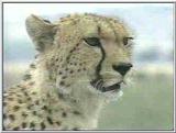 Cheetah #5
