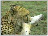 Cheetah on the Serengeti