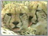 Cheetah #7