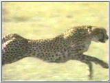 Cheetah #9
