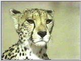 Cheetah #10