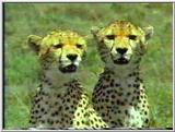 Cheetah Photo
