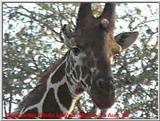 Reticulated Giraffe in Kenya