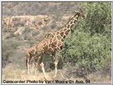 Reticulated Giraffes