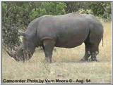 White Rhino on the Masai Mara