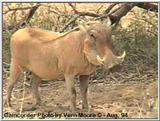 Warthog in Kenya