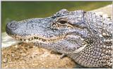 Alligator#2