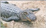 Alligator#3