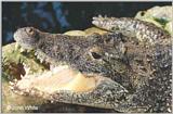 Cuban Crocodile#1 - Crocodylus rhombifer