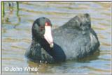 American Coot