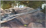 Gharial#1