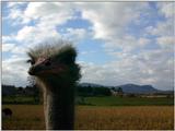 autruche