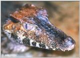 Cuvier's Dwarf Caiman#1