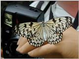 tiny butterfly 1