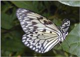 tiny butterfly 2
