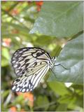 tiny butterfly 3