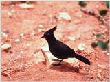 Steller's Jay