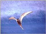 [IMG] Common Tern 1