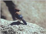 Steller's Jay