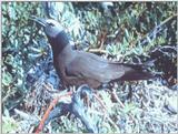 IDENTIFY this bird - aas50036.jpg -- brown noddy (Anous stolidus)