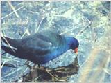 Purple Gallinule