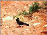 Steller's Jay