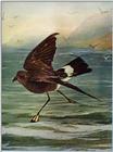 IDENTIFY this bird - aas50464.jpg -- Wilson's Storm-petrel, Oceanites oceanicus