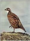 aas50466.jpg - Northern Bobwhite Quail, Colinus virginianus