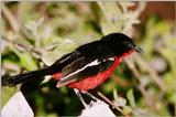 Crimson-breasted Gonolek, Laniarius atrococcineus