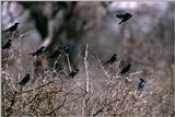 IDENTIFY this bird - what is this bird species?