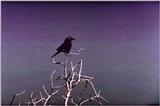 IDENTIFY this bird - aas50690.jpg [1/1]