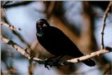 IDENTIFY this bird - aas50692.jpg --> Bronzed Cowbird