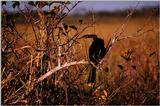 IDENTIFY this bird - aas50694.jpg [1/1]