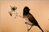 IDENTIFY this bird - Red-eyed Bulbul?