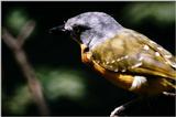 IDENTIFY this bird - Can anyone ID what bird this is?