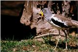 White-headed Plover or White-crowned Plover (Vanellus albiceps)