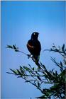 Superb Starling - aas50701.jpg (1/1)