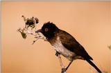 Red-eyed Bulbul - aas50705.jpg (1/1)