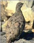 Identification needed for this bird - Can anybody ID what this bird is?