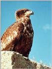 Identification needed for this unknown eagle - aat50013.jpg