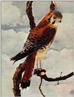 Bird of prey - aat50203.jpg --> American Kestrel
