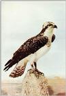 Identification needed for this bird of prey - aat50204.jpg (1/1)