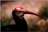 Identification needed for this bird - aat50278.jpg -- Southern Bald Ibis