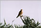 Identification needed for this bird of prey - What is this? -- Cooper's Hawk