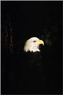Bald Eagle - aat50283.jpg (1/1)