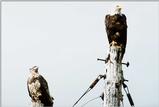 Bald Eagle and ? - aat50284.jpg (1/1)